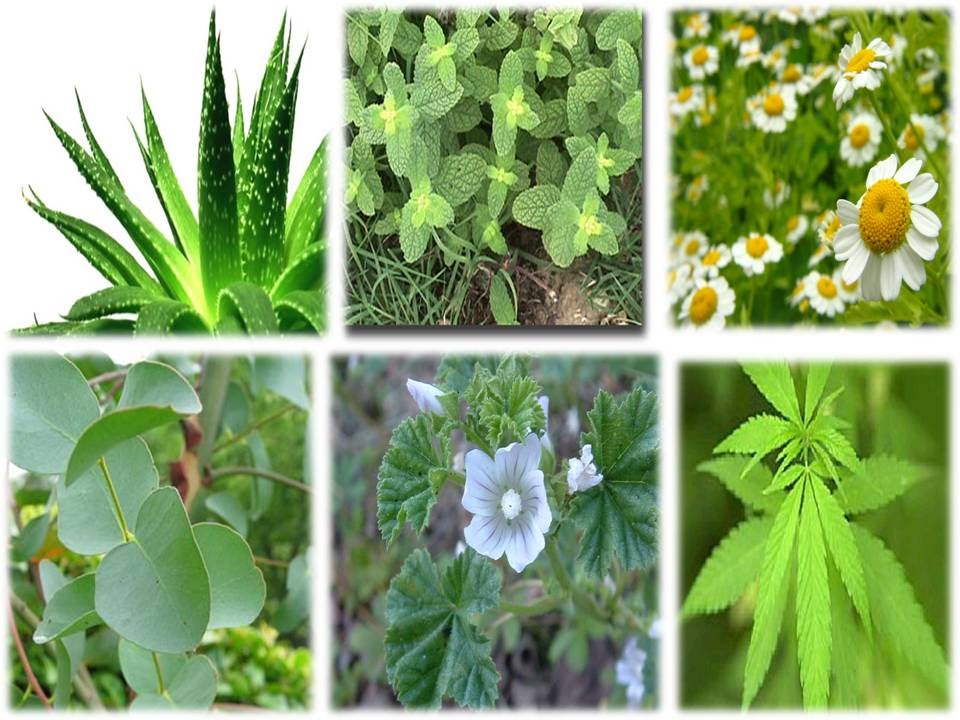 Plantas medicinales: para qué sirven y cuáles son sus beneficios